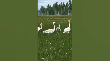 🤔 Белый журавль — символ Ямала