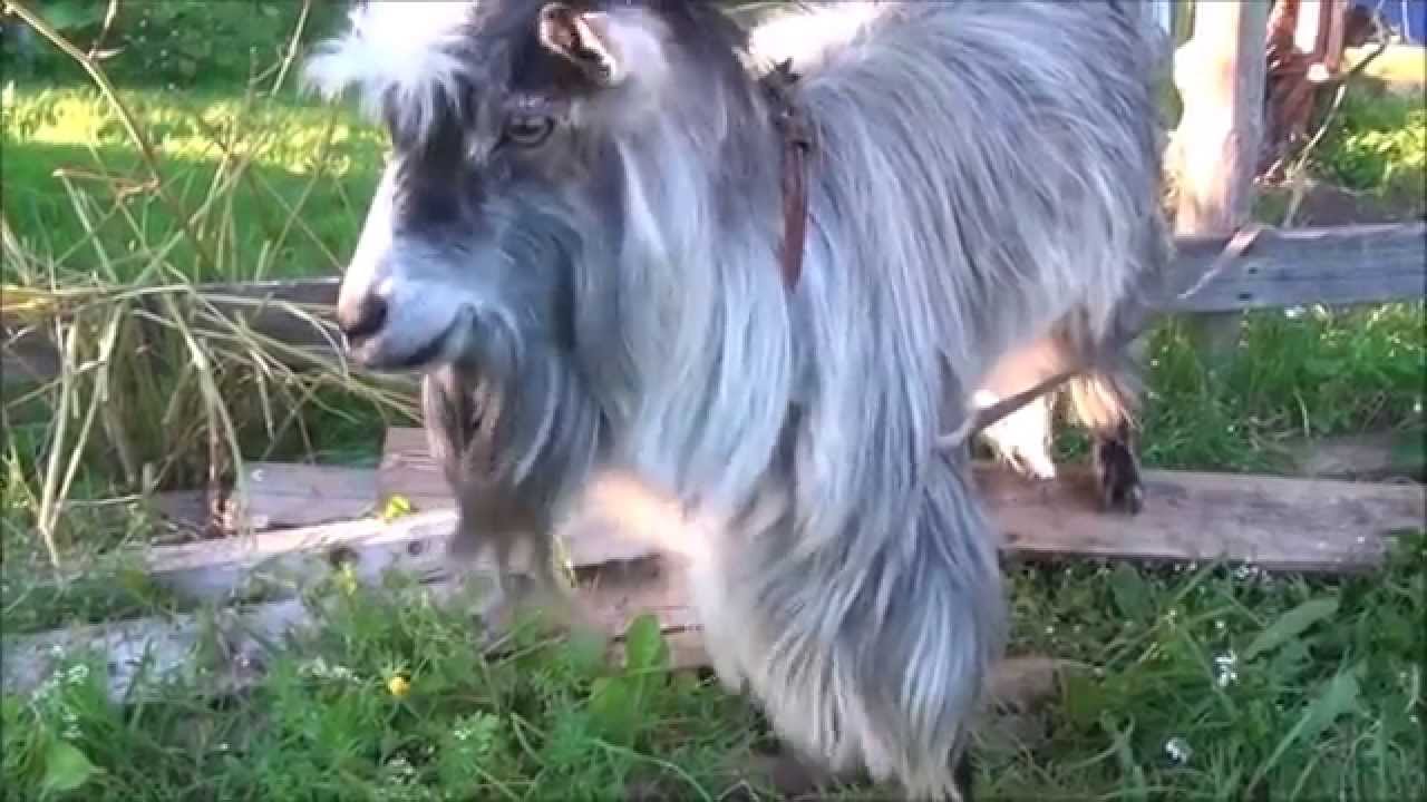CS:GO Goat beat-box (Counter Strike clutches laughter and Aces) - YouTube