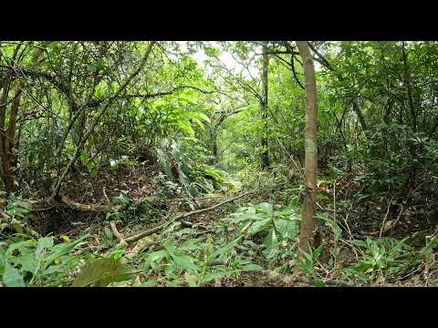 30 分鐘森林環境音｜純自然聲（無音樂）｜讀書 專注 瑜伽 冥想｜Forest Soundscape