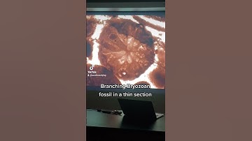 #meme #cursed #fossilhunting #hunting #fossils #shorts #yputubeshorts