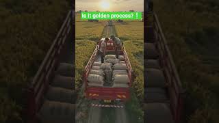 Rice farming golden process 🥰🌾#viral #forming #youtubeshorts#aishorts