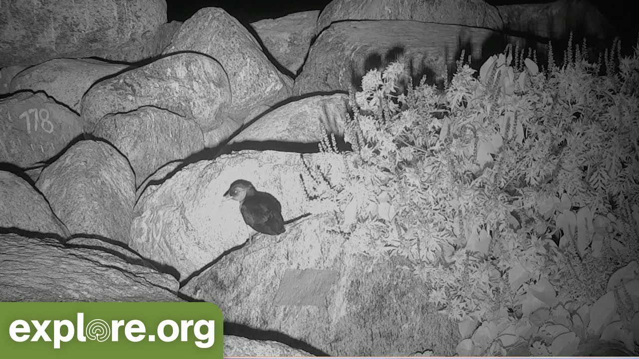 atlantic puffin diet Gracie the Puffin Fledges! - Antidote to Stress