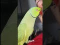 Ring neck mais falante do Brasil! 😍 #viral #animais #pets #amor #vida #aves #paix&atilde;o #animals