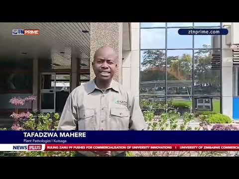 Tobacco growers warned on nematode risk | News Plus | Farming | Agriculture Updates | ZTN