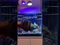 HaruDesign 植物育成LEDライト LIGHT STAFF VA(ライトスタッフ バリアブルアングル)を追加設置していきます！#アクアリウム #水草水槽