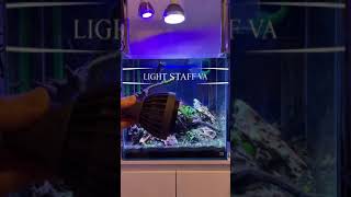 HaruDesign 植物育成LEDライト LIGHT STAFF VA(ライトスタッフ バリアブルアングル)を追加設置していきます！#アクアリウム #水草水槽