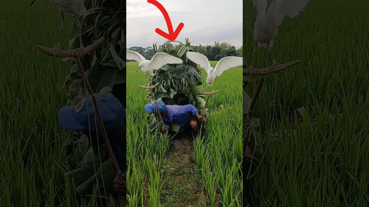 baghmara notun technique#🦩🦩🌲🌲🌲🌾🌾🌾😂😂🥰🥰