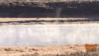 Two Wolves running along the Lamar River in Yellowstone National Park