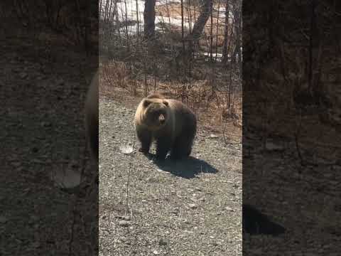 Russian bear🐻🤍#russia #kamchatka