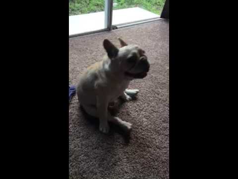 french bulldog scratching