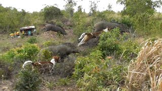 A STRIPPED DOG NEARLY CATCHED A SUPER LARGE B4B1 || BURU BUKIK KOTO