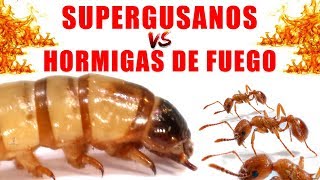 Supergusanos Vs Hormigas De Fuego Experimentos Con Mike
