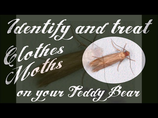 Clothes Moth - How to identify and treat (2022)