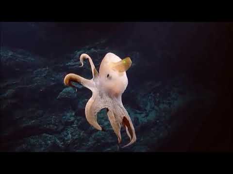 Une Pieuvre Dumbo Grimpoteuthis Sp Le Long Des Kingman Ridges Youtube Une Pieuvre Dumbo Grimpoteuthis Sp Le Long Des Kingman Ridges Youtube