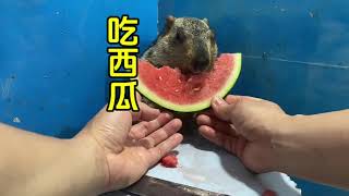 Marmot eating the watermelon - marmot Funny video clips & eating sound