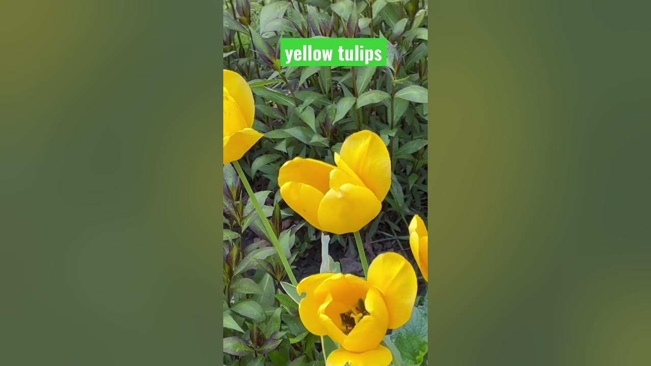 what-does-a-yellow-tulip-symbolize-shorts-viral-youtubeshorts
