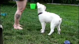 Deaf dog training: Hand Target by Keller's Cause 797 views 6 years ago 52 seconds