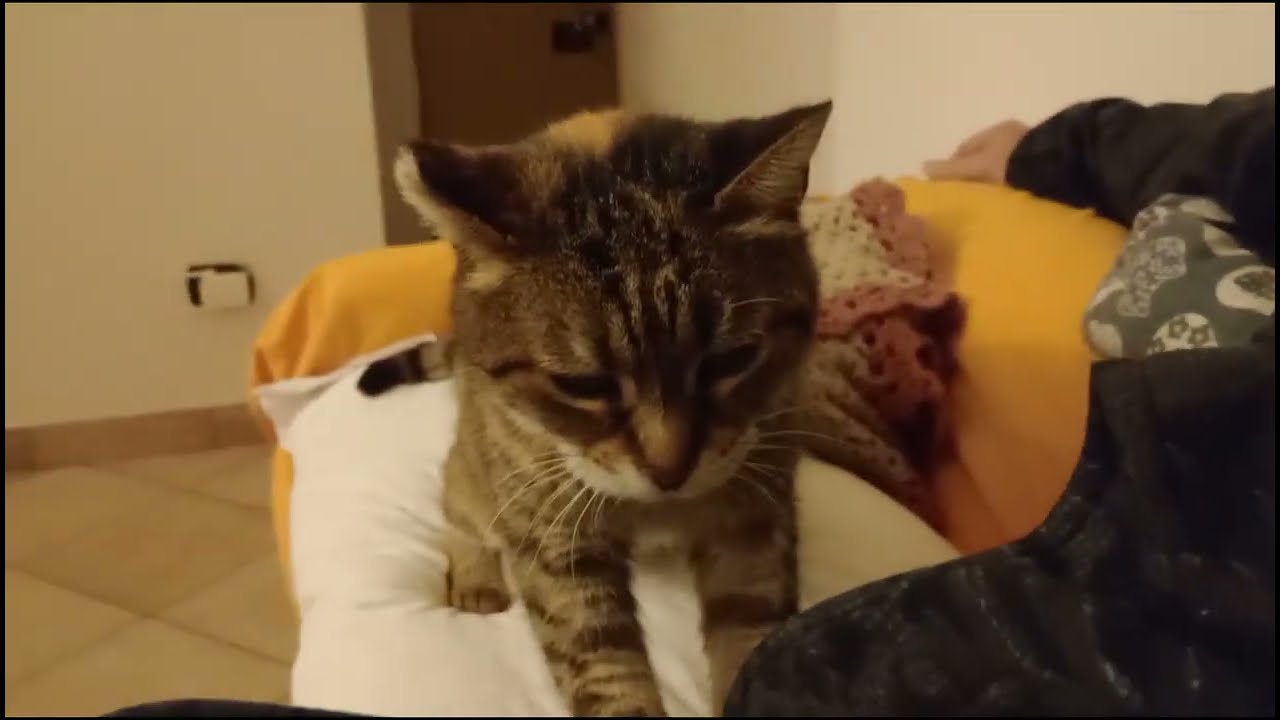 È arrivato il giorno che Birba  si è addormentata sulle gambe 