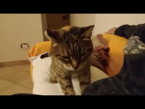 È arrivato il giorno che Birba  si è addormentata sulle gambe 