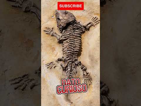 Descubrimiento De Huesos De Dinosaurios