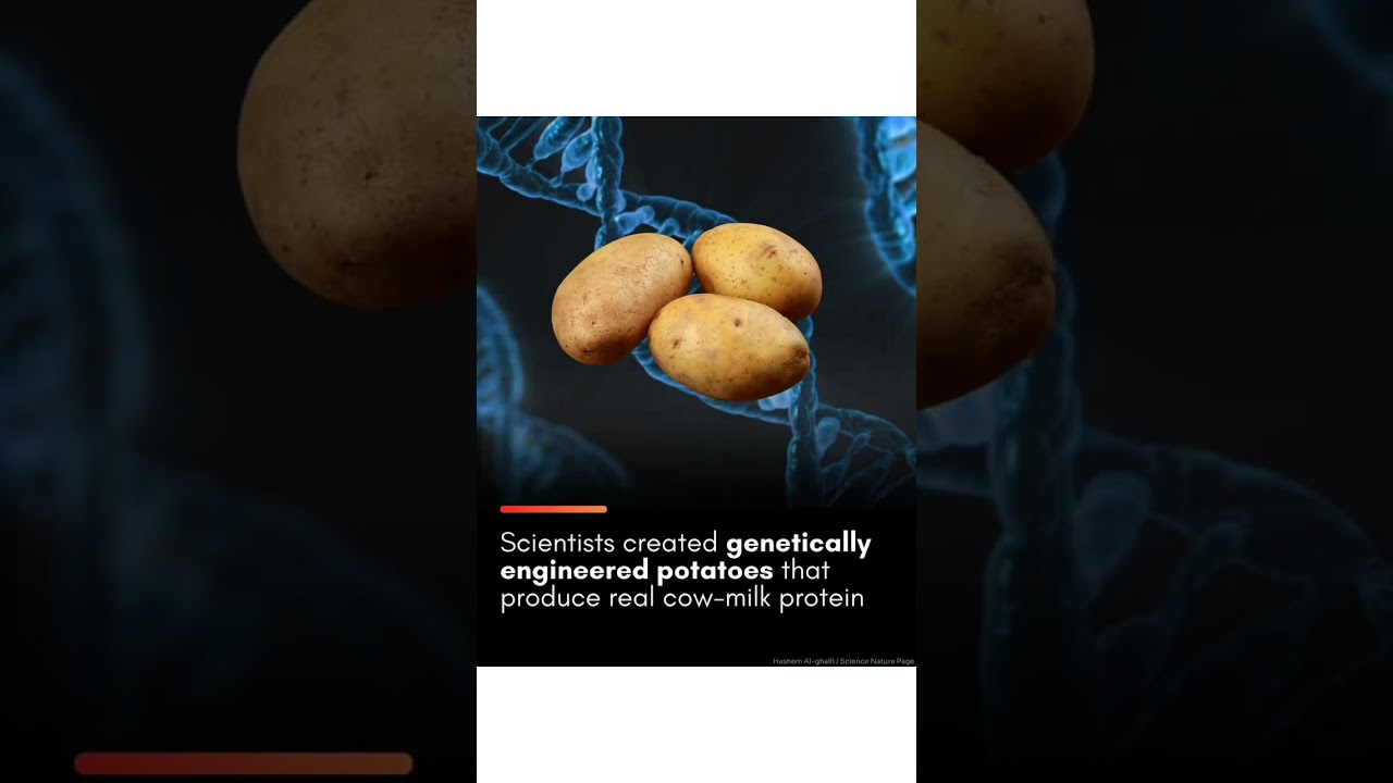 SCIENTIST CREATED Genetically engineered potatoes..