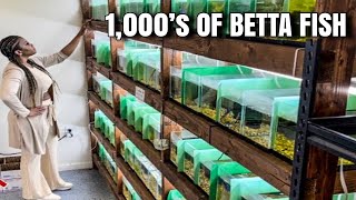 MOST BEAUTIFUL TYPES OF BETTA FISH | BEST CUSTOM BETTA RACK SYSTEM