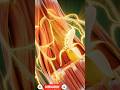“Banana Inside the Human Body | Realistic 3D Medical Animation Explained”