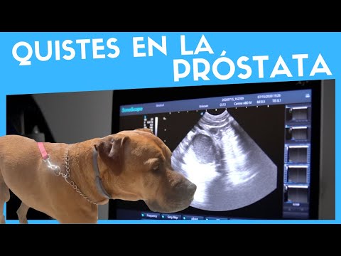 Video: Quistes Prostáticos En Perros