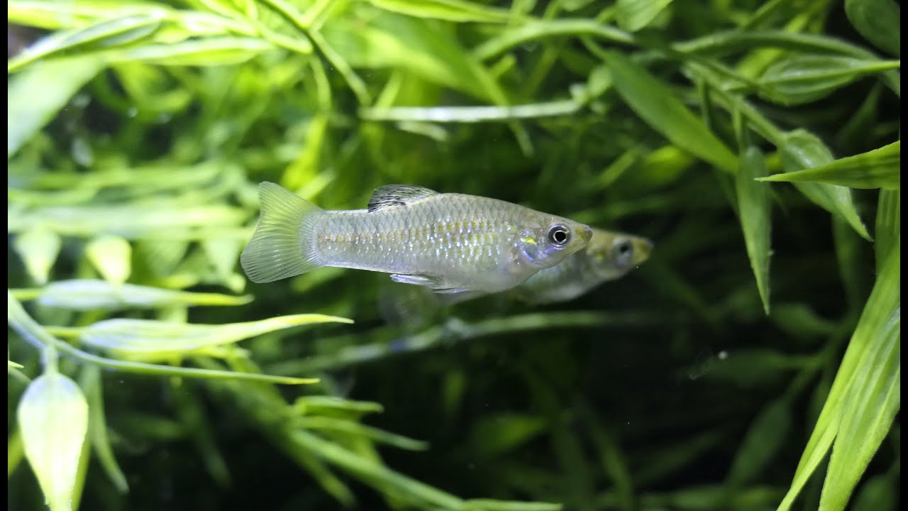 Poeciliid: Limia perugiae