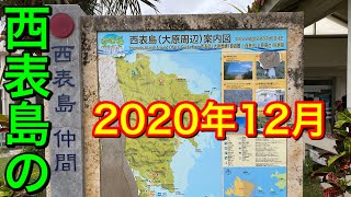 【おじさんひとり旅 Vlog】仲間川マングローブクルーズと水牛車で渡る由布島