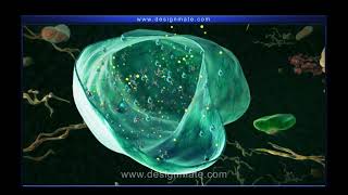 Cell wall and vacuoles