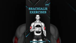Brachialis Exercises