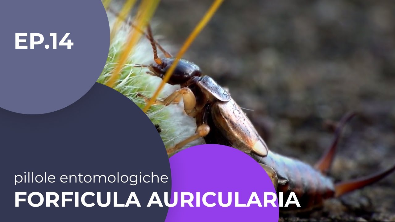 Forficula auricularia - Pillole entomologiche - 14 - sottotitolato