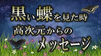 クロアゲハ Youtube クロアゲハ Youtube