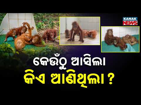 ଭେଦି ପାରୁନାହାନ୍ତି ବନବିଭାଗ କି ଏସ୍‌ଟିଏଫ୍‌ | 3 Days On, Mystery Remains: Who Brought 5 Baby Orangutans