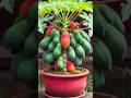 Easy method of planting and propagating papaya fruit trees #garden #fruits #nature