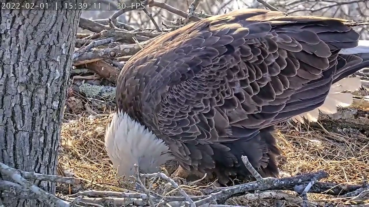 Dulles Greenway Eagle Cam YouTube