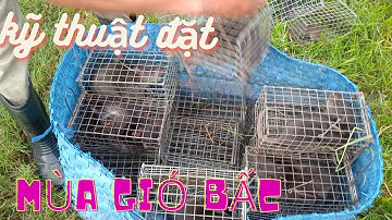 Thăm Bẫy Chuột Cống Nhum, Tập 92( Trời lạnh đặt sao)#ccvlog