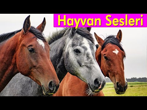 20 Muhteşem Hayvan - Çocuklar İçin Hayvan Sesleri