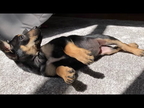 Video: Manchester Terriers vs. Miniature Pinschers
