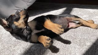 5 Minutes of Australian Kelpie Puppy Cuteness