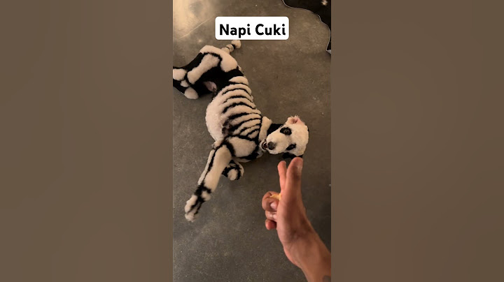 Haloweenj kutya | Napi cuki #magyar #cuki