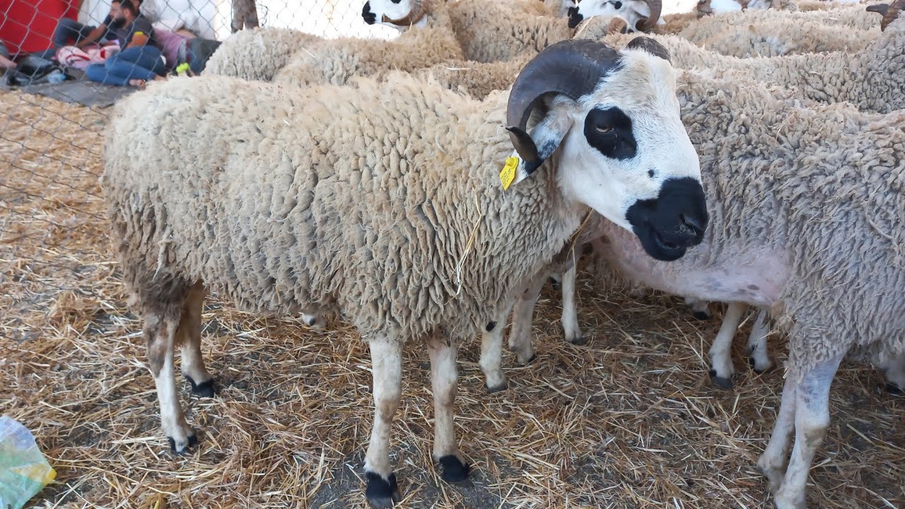 مباشرة من سوق طنجة سيدي دريس الحرارين أثمنة الحولي صردي🐐🐐 🐏🐏