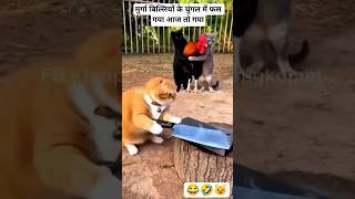 बिल्लियों ने मुर्गा पकड़ लिया..🤣😂😺 | funny cats #funny #shorts #comedy #trending #funnycats #cat