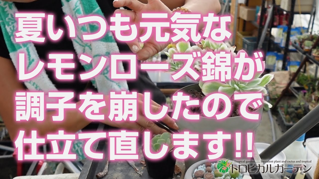 多肉植物】夏いつも元気なレモンローズ錦が調子を崩したので仕立て直し