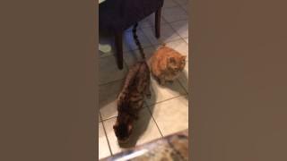 Tubby stealing Nova's food