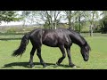 A sunny day for our Friesian and Arabian horses in the paddock.  Plus a bit of paddock maintenance☀️