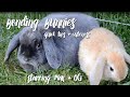 CUTE BONDING BUNNIES - Quick tips