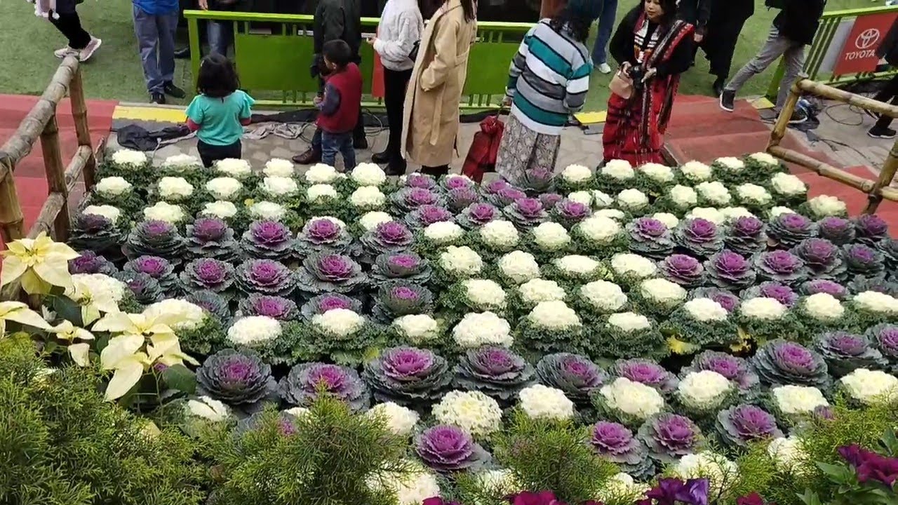 Christmas decoration flowerkohima nagaland🙏 YouTube