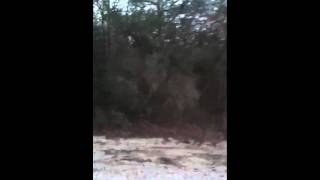 The search for the elusive albino deer...